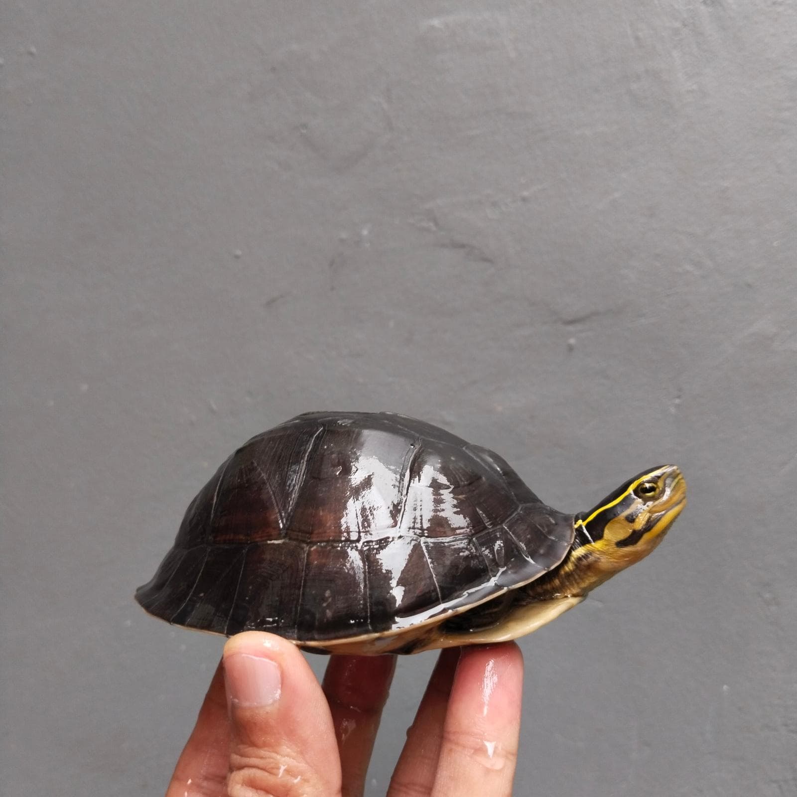 Cuora Amboinensis (Kura Ambon)