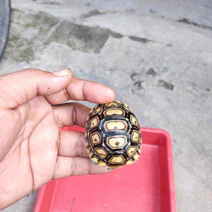Leopard Tortoise (Pardalis)
