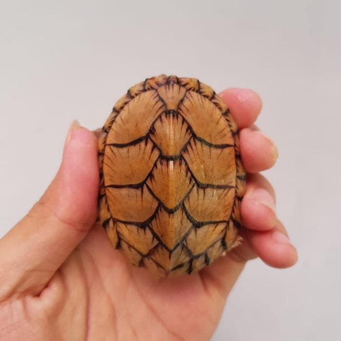 Razorback Musk Turtle