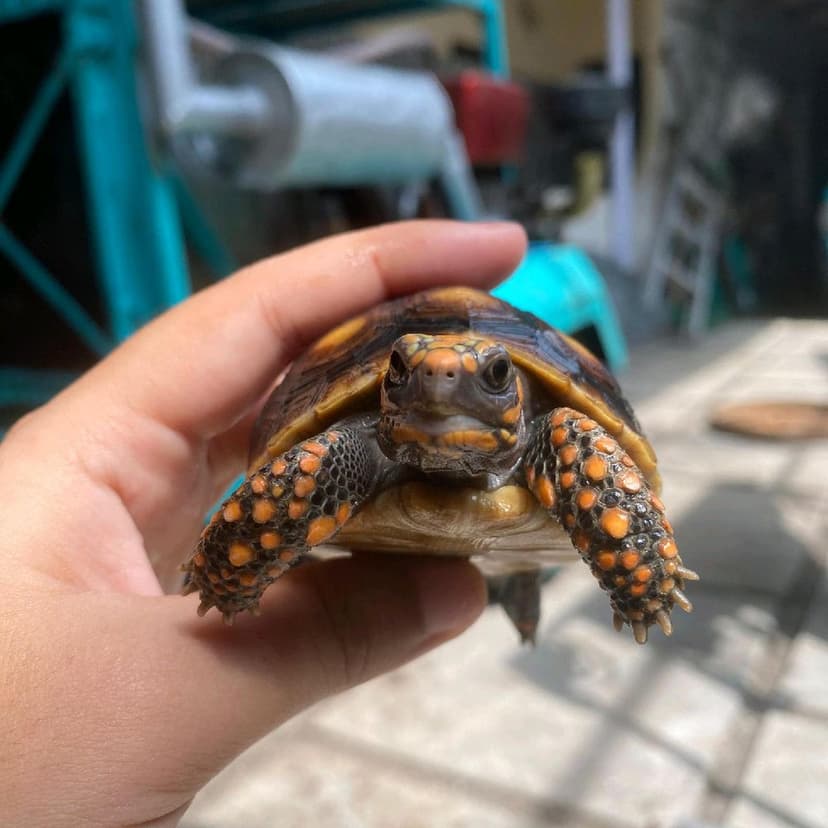 Red-footed Tortoise