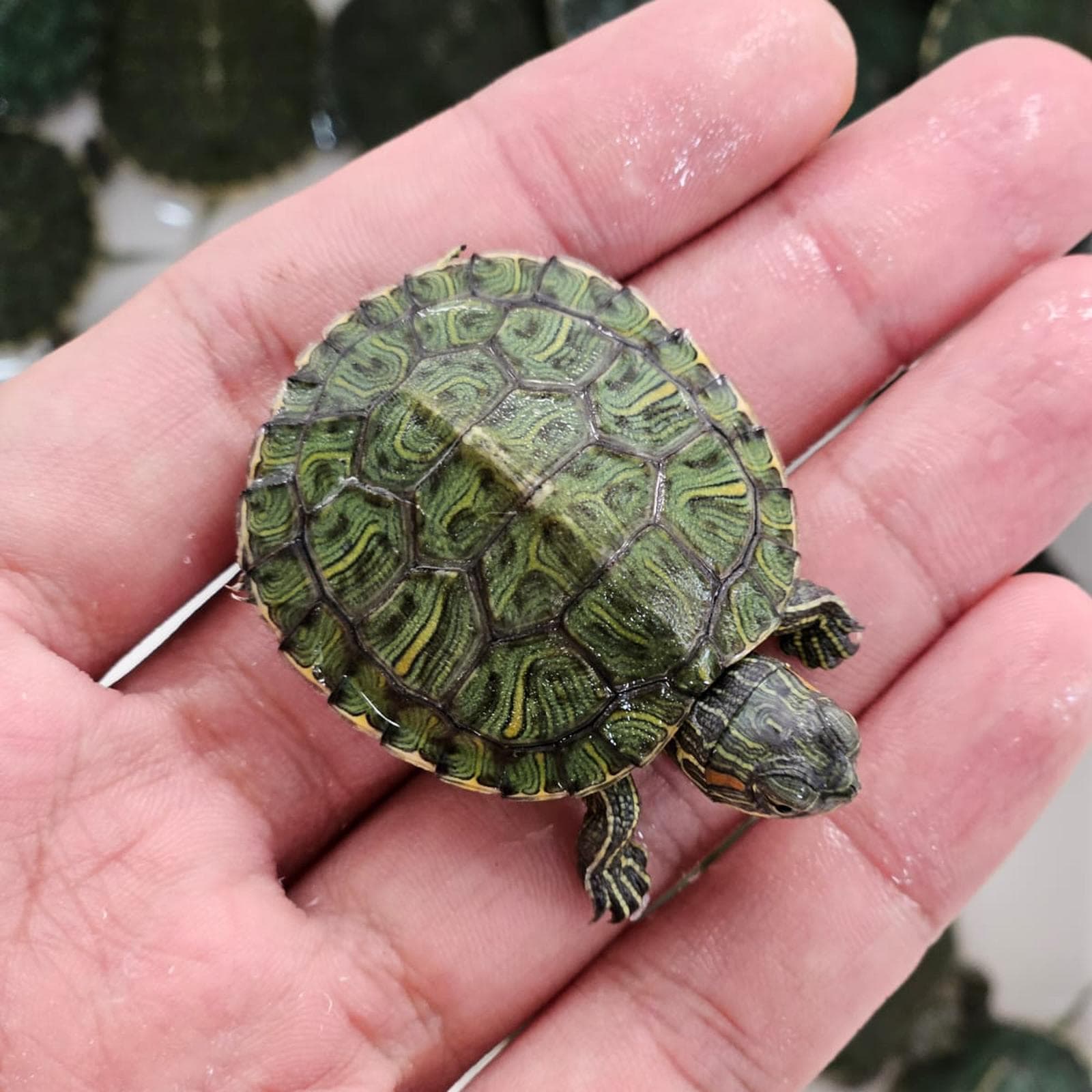 Kura Brazil / Red Eared Slider (RES)