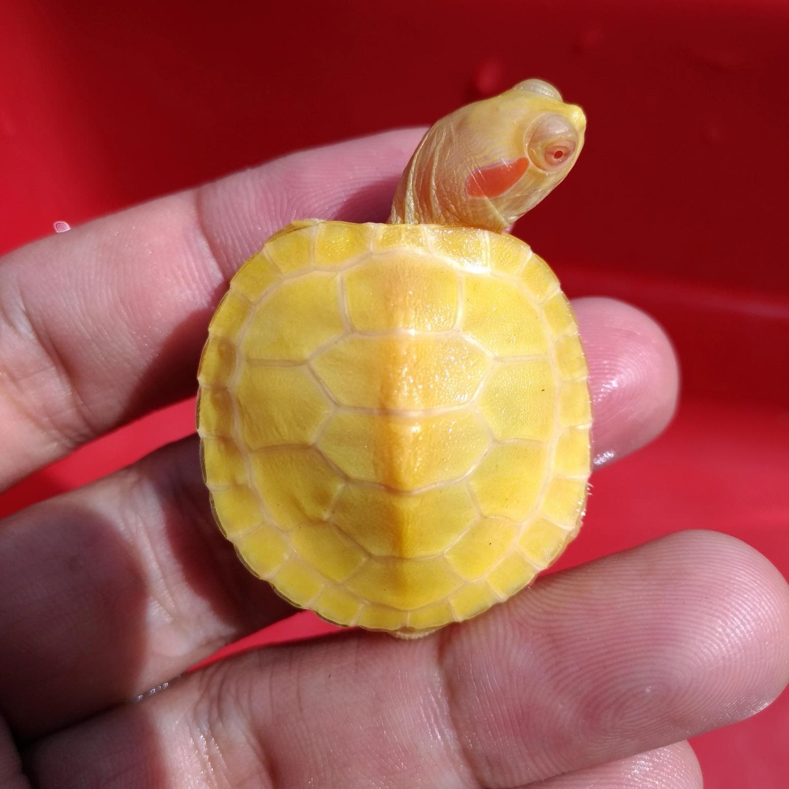 RES Albino