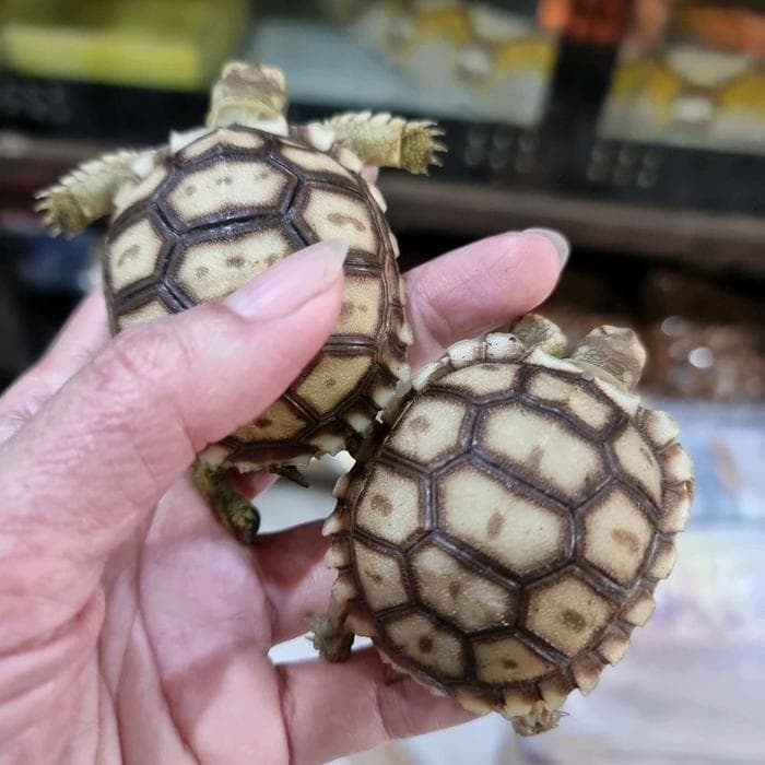 Sulcata Tortoise